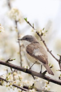 A hedge dweller... Rattling warbler (Sylvia curruca), native songbird sits in spring hunting for