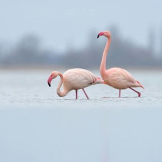 High in the north... Pink flamingo (Phoenicopterus roseus), three pink flamingos from the