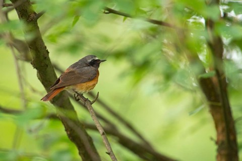 White forehead, black breast, red tail... Common redstart (Phoenicurus phoenicurus) in breeding