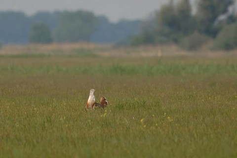 Steppe bird... Great Bustard (Ortis tarda), extremely rare, large native bird species, endangered,