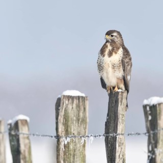 In snow and frost... Buzzard (Buteo buteo) perched on a fence post in the snow on a cold winter's