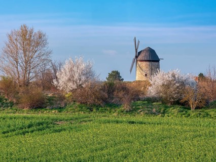 View over a green field and white flowering bushes to the tower windmill of Warnstedt, called