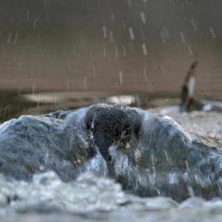 Against the current... White-throated Dipper (Cinclus cinclus) during a dive to search for food in