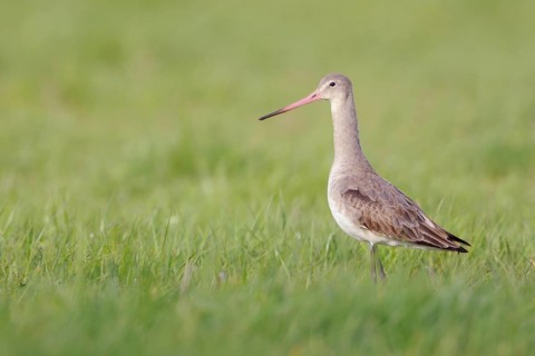 In a light-coloured dress... Black-tailed godwit (Limosa limosa), typical meadow limosa, wading