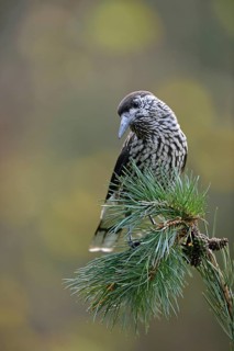 The nutcracker... Nutcracker (Nucifraga caryocatactes) sitting on the branch of a stone pine, stone