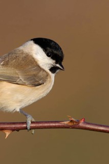 Resident bird... Marsh tit (Poecile palustris), relatively inconspicuous but pretty little tit,