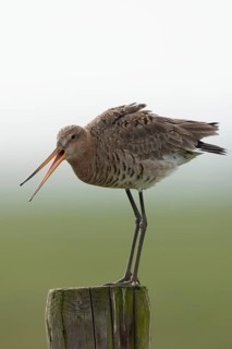 Black-tailed godwit (Limosa limosa), meadow limosa, wading bird sits, stands on a fence post in the