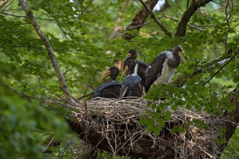 Cramped nest... Black stork (Ciconia nigra), Wood Stork, well-hidden eyrie in the crown of an old