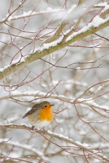 Robin (Erithacus rubecula) in winter, snow, sits thickly fluffed up up in snow-covered bushes, in