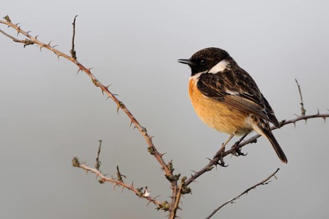 At sunset... Stonechat (Saxicola torquata) male in breeding plumage, splendid plumage sings on the