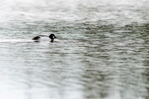 The drake... Common goldeneye (Bucephala clangula) in a magnificent plumage, breeding plumage,