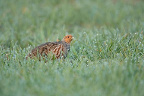 Dewdrops glisten... Grey partridge (Perdix perdix) walking through a dewy field in the early