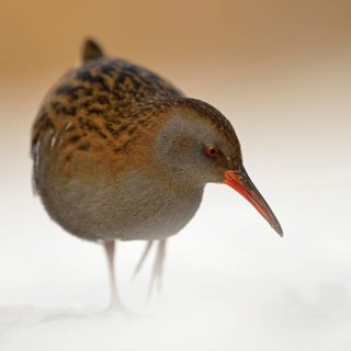 Water rail (Rallus aquaticus) in frosty, harsh winter, resident bird, not migratory, foraging in