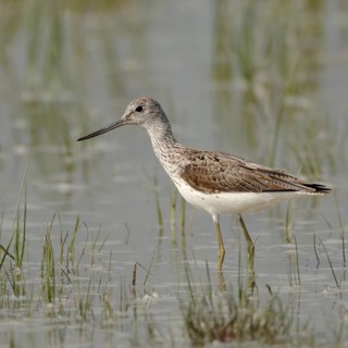 Green legs, upward curved bill... Greenshank (Tringa nebularia) in the shallows of a flooded