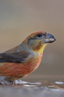 Pine crossbill (Loxia pytyopsittacus), colourful male has come to a puddle of water to drink, sits