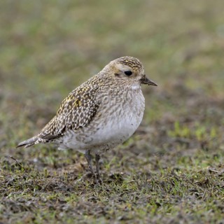 Stopover in North Rhine-Westphalia... Golden plover (Pluvialis apricaria) on migration, foraging in