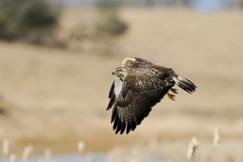 Buzzard (Buteo buteo), adult bird, well-known, frequently observed bird of prey at eye level in