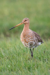 In breeding plumage... Black-tailed godwit (Limosa limosa), adult bird in breeding plumage,