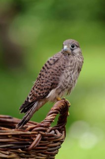 Young falcon... Kestrel (Falco tinnunculus), young falcon sits on the handle of a woven basket,