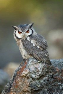 Bright fiery red orange eyes... Southern scrub owl (Pilopsis granti), small, very pretty owl,