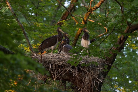 High up in the crown of an old beech tree... Black stork (Ciconia nigra), Wood Stork, well-hidden