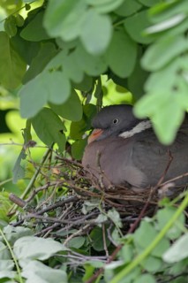 Nesting... Wood pigeon (Columba palumbus), wild pigeon nests hidden, secretly, nest in a tree,