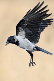 On the approach... Hooded Crow (Corvus cornix) in flight, flying, unmistakable raven bird due to