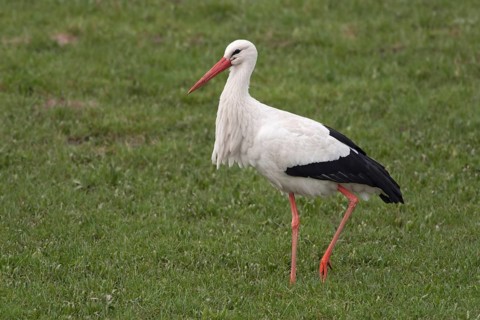 In search of food... White stork (Ciconia ciconia) struts, strides across a green meadow, pasture,