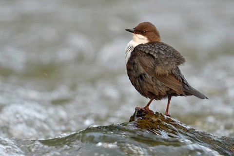 Fluffed up... White-throated Dipper (Cinclus cinclus) sitting in typical manner on a small stone