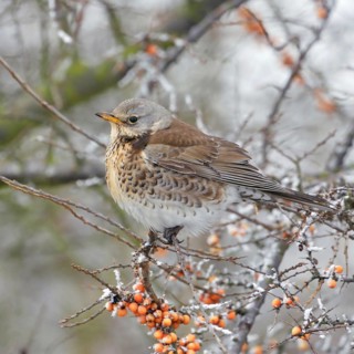 In the berry bush... Juniper thrush (Turdus pilaris) sits in winter with fluffed up plumage and a