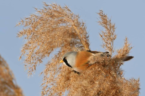 Male bearded tit, bearded tit cock in the reeds... Bearded Tit (Panurus biarmicus), adult male in