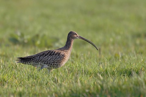 Long, downward curved bill... Eurasian curlew (Numenius arquata), highly endangered meadow