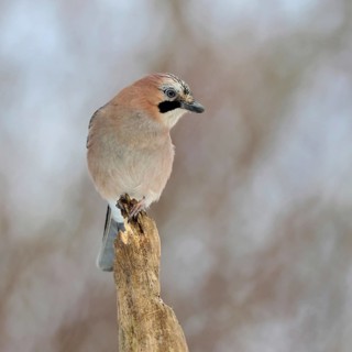 On top... Eurasian Jay (Garrulus glandarius), adult bird, sitting exposed on the top of an old
