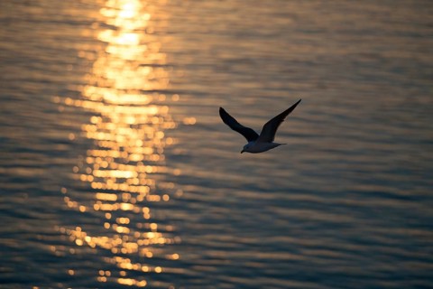 Herring gull (Larus fuscus) in flight over the open water of the North Sea, atmospheric backlight