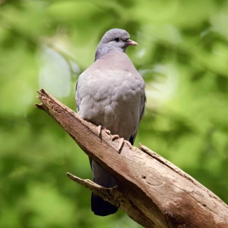 Under a green canopy... Stock Dove (Columba oenas) in the forest, the only native wild pigeon that