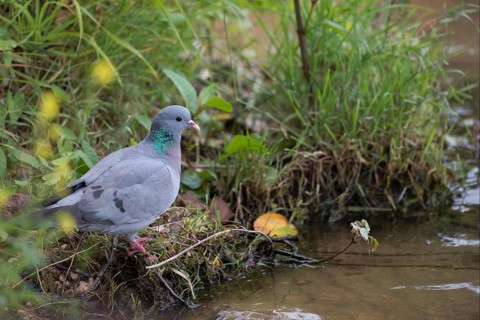 At the water... Stock Dove (Columba oenas), thirsty wild pigeon at a small, natural stream, comes