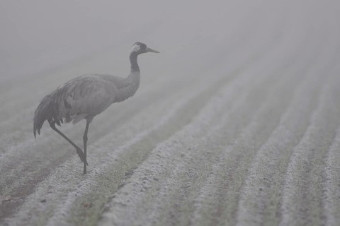 Dense fog over the fields... Common crane (Grus grus) resting in a field during crane migration in
