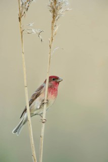 Bright red head... Carmine Finch (Carpodacus erythrinus), male bird perches on reed stems, very