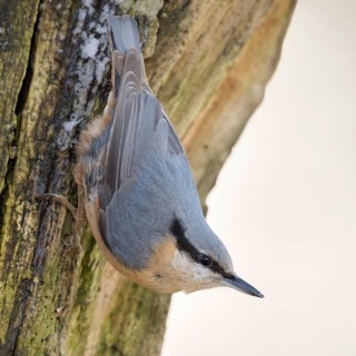 Head over heels... European nuthatch (Sitta europaea) in winter, secures the environment, native