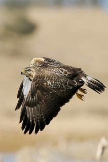 Buzzard (Buteo buteo), adult bird, well-known, frequently observed bird of prey at eye level in
