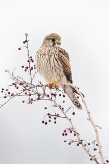 In winter... Kestrel (Falco tinnunculus), female falcon, adult bird, sitting high up on a bush with