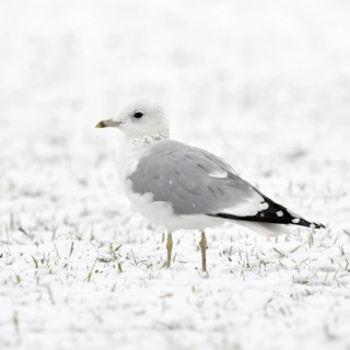 Mew Gull (Larus canus) in winter inland, sitting, resting on snow-covered farmland, white bird on