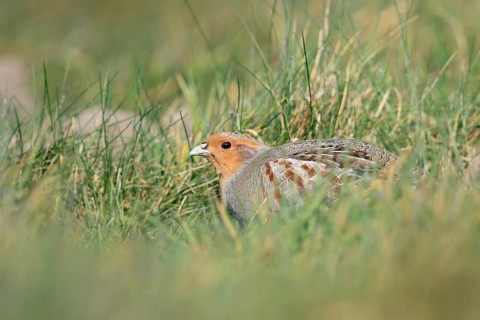 Secretly... Grey partridge (Perdix perdix) huddles in the grass, seeks shelter, field fowl