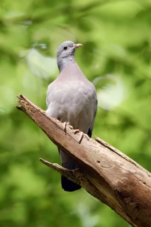 Under a green canopy... Stock Dove (Columba oenas) in the forest, the only native wild pigeon that