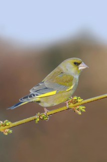 Yellow-green native songbird... Greenfinch (Carduelis chloris), male in splendid plumage on a