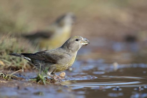 At the waterhole... Pine Crossbill (Loxia pytyopsittacus), a flock of colourful, rare Pine