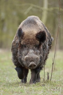 The last picture... Wild boar (Sus scrofa), encounter with a male wild boar, impressively powerful