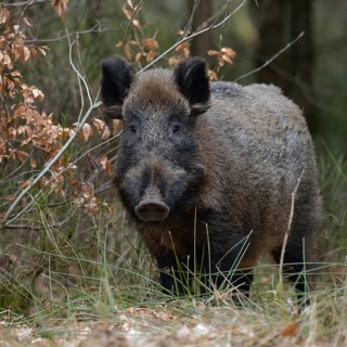 Encounter in the undergrowth... Wild boar (Sus scrofa), sow, wild boar, wild boar at the edge of