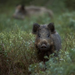 Curiosity... Wild boar (Sus scrofa), two young wild boars, overrunners in the undergrowth, direct
