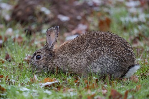 Foraging... Wild rabbit (Oryctolagus cuniculus), wild rabbit crouches with wet fur early in the